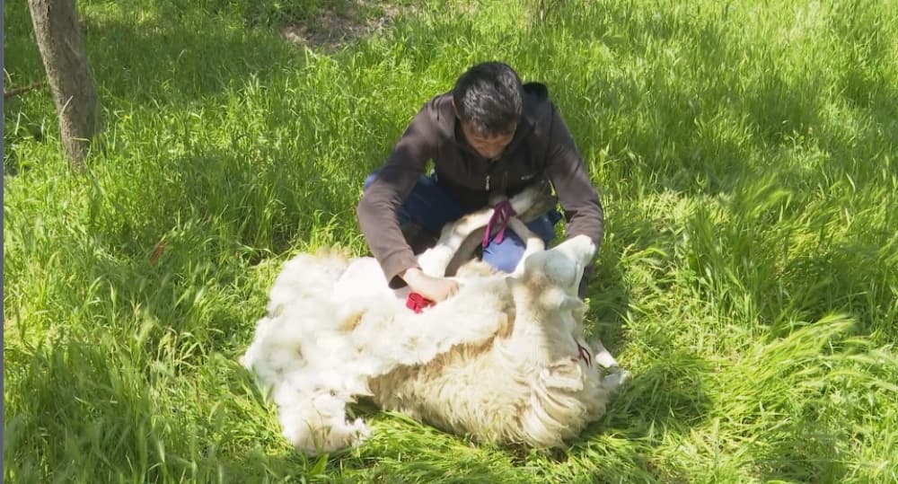 Cehiz yığanların NƏZƏRİNƏ - Yun qırxımı başlandı - FOTO