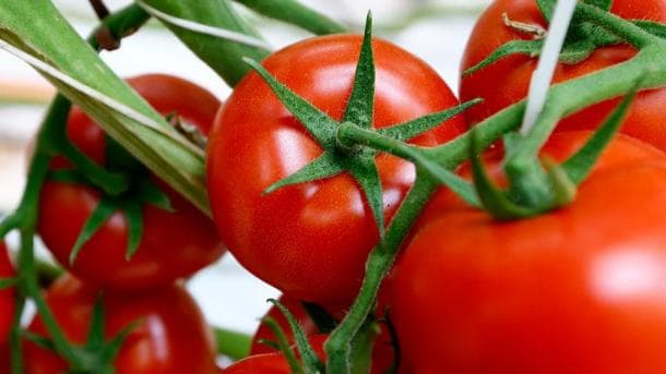 Azərbaycan pomidor ixracını 41% artırıb