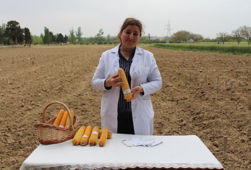 “Azərbaycanda hibrid qarğıdalı toxumçuluğunun təşkili” layihəsi həyata keçirilir