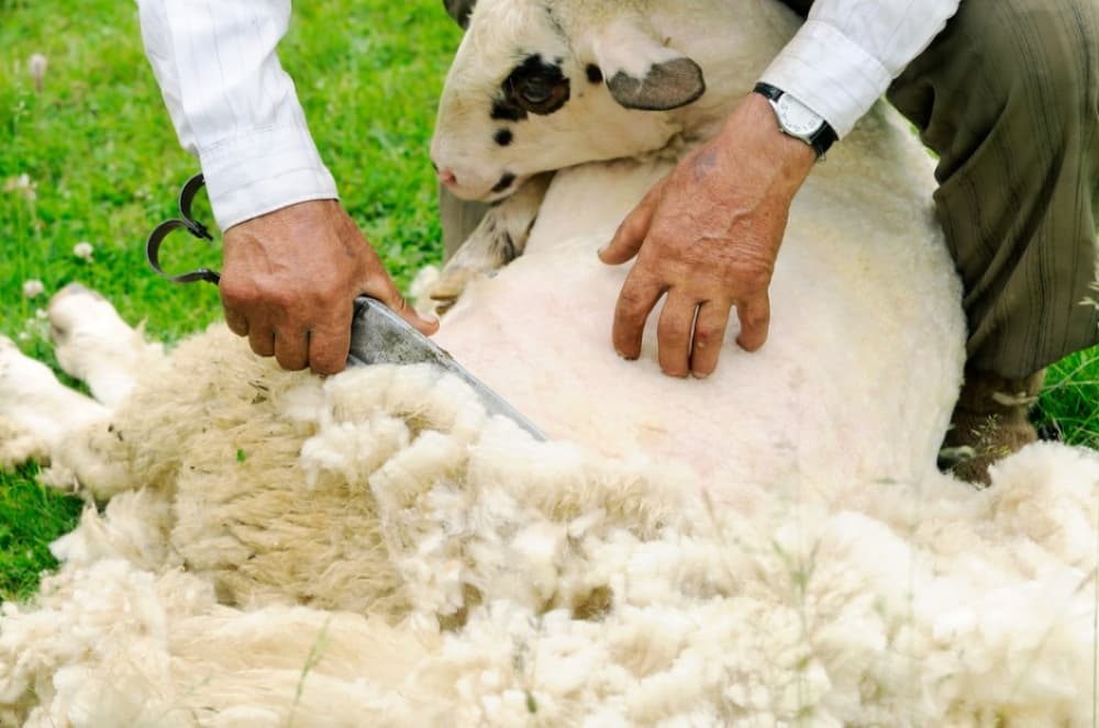 Saatlıda yun qırxımı – indiyədək 53 tondan çox yun istehsal olunub