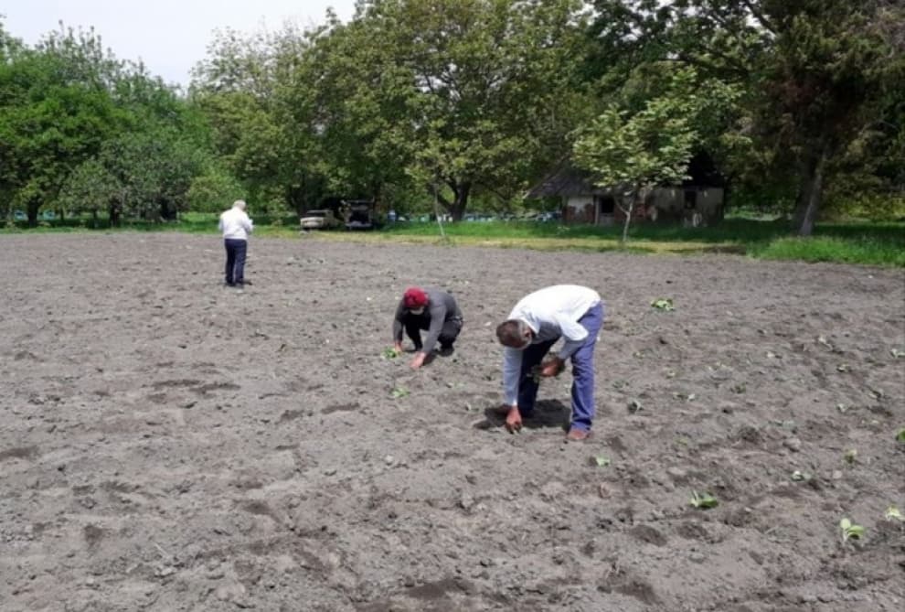 Zaqatala Dövlət Sort Sınaq Məntəqəsində yeni tütün sortunun sınağı aparılır