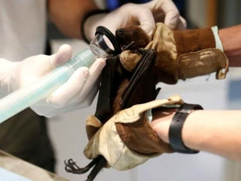 Yarasalarda 1500 fərqli koronavirus növü tapıldı - Alimdən ŞOK ARAŞDIRMA