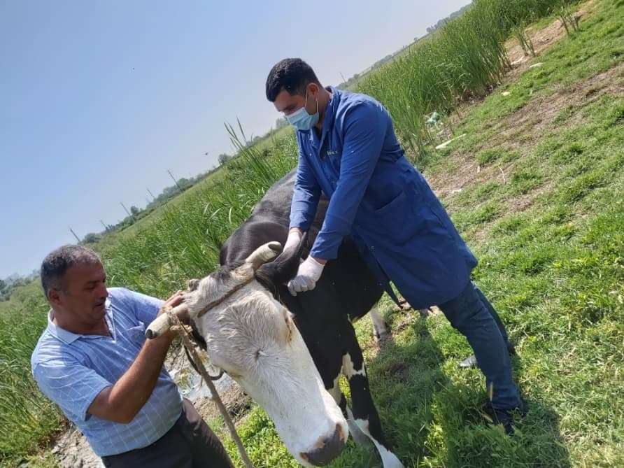 Mal-qara və quşlar arasında profilaktik peyvəndləmə tədbirləri aparılır
