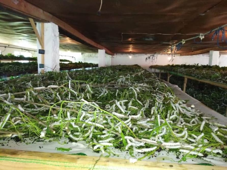 Bu il Lənkəranda 10 ton barama tədarük olunacaq