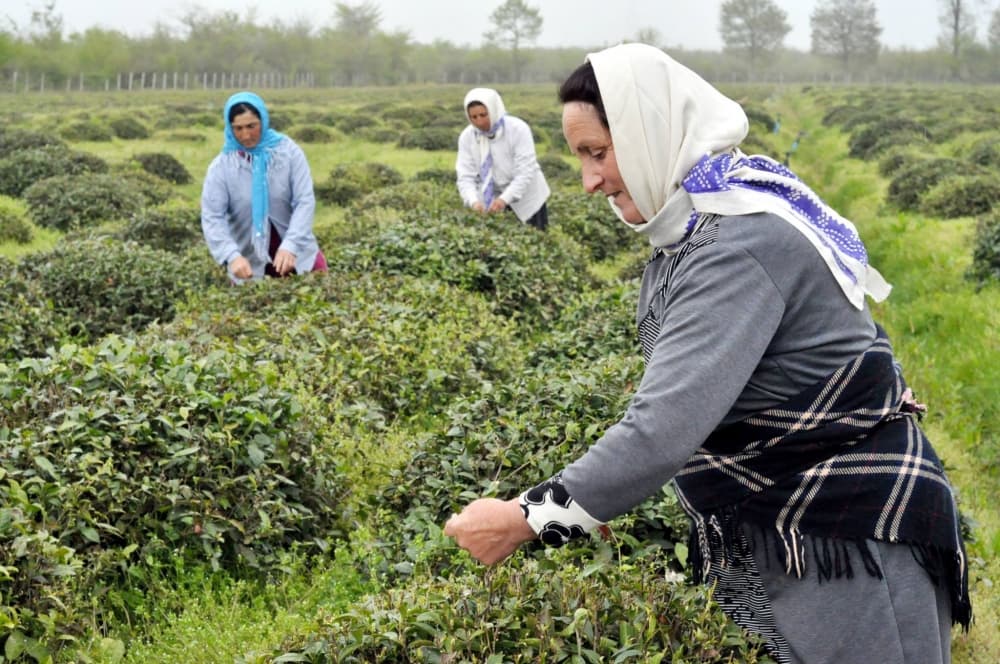 Astaranın çay plantasiyalarında birinci çay yığımı başa çatıb
