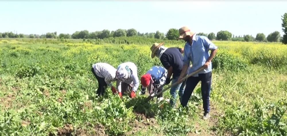 Şərur rayonunda kartof yığımına başlanılıb