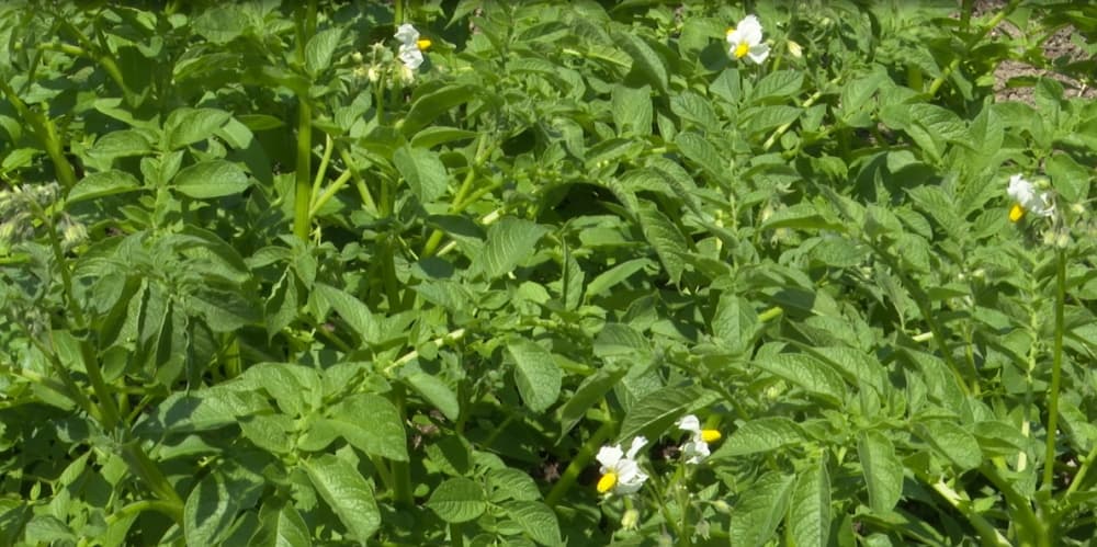 Biohumus ən keyfiyyətli ekoloji təmiz üzvi gübrədir - kiloqramı 50 qəpiyə təklif olunur