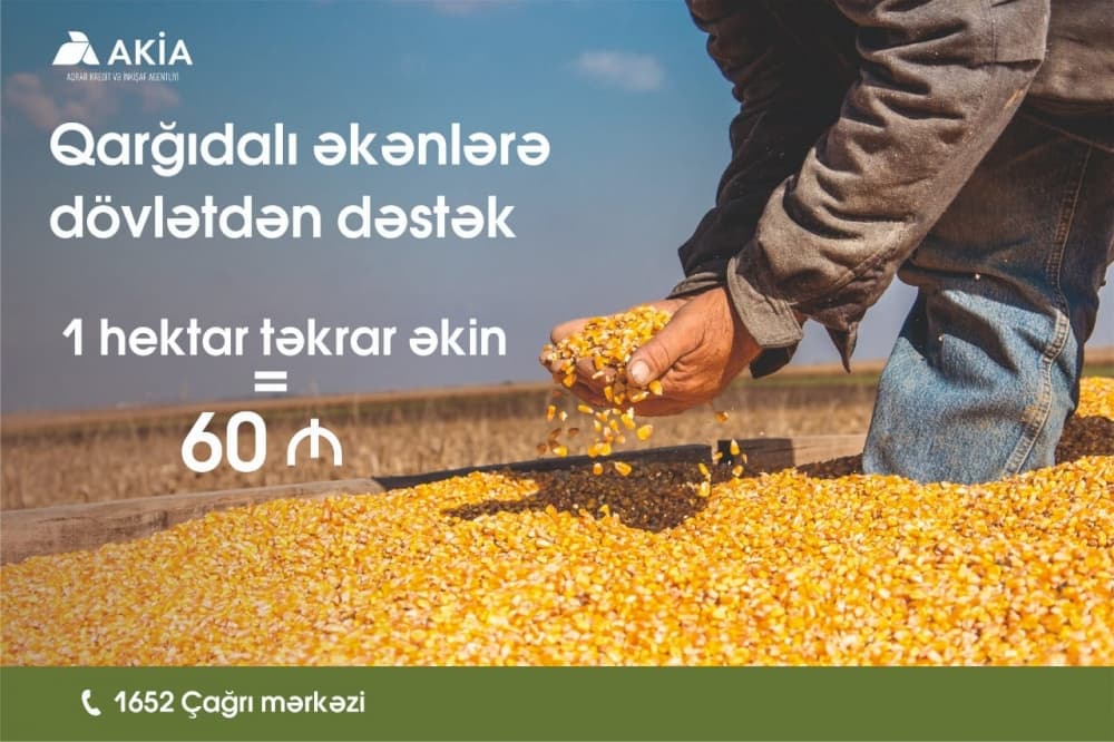 Ölkədə 100 min hektaradək ərazidə təkrar qarğıdalı əkini aparıla bilər
