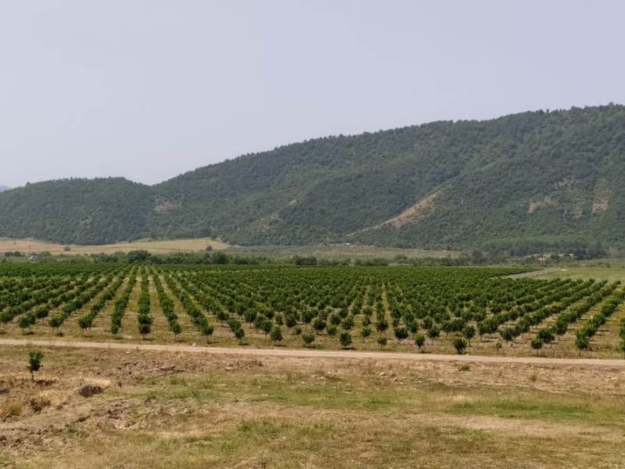 Lənkəranda müasir texnologiya əsasında məhsuldar sitrus ağaclarından ibarət yeni bağlar salınıb