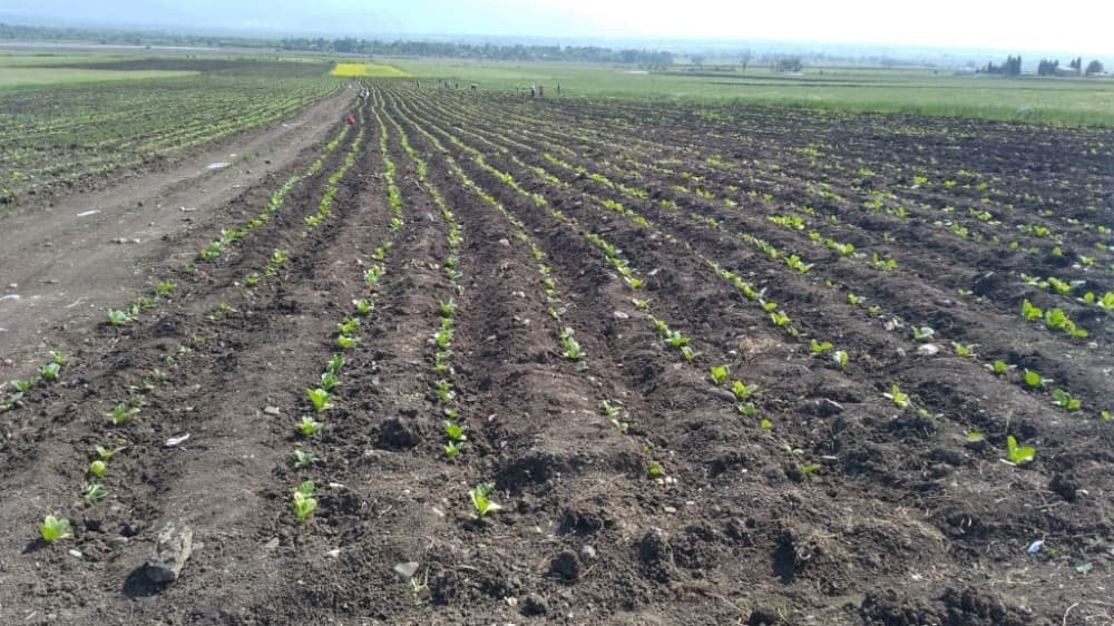 Bu il Şəkidə 1030 hektarda tütün əkilib