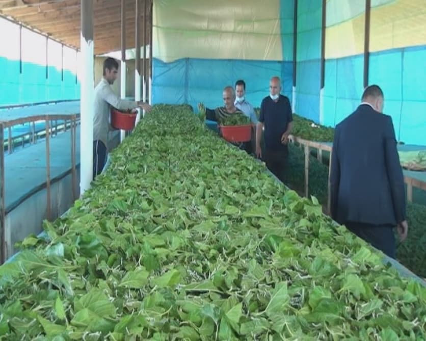 Bu il Cəlilabadda 2 min kiloqramdan çox barama tədarük olunacaq
