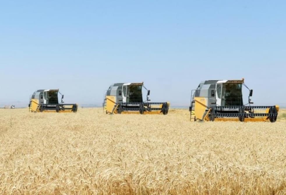 Cəlilabadda taxıl yığımına 110 kombayn cəlb olunub