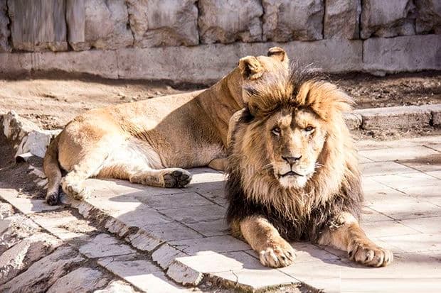 Bakıdakı yeni zooparka giriş baha olacaq