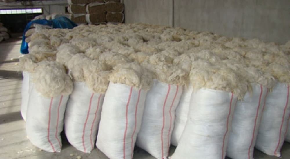 Hacıqabulda 210 ton yun istehsal olunub