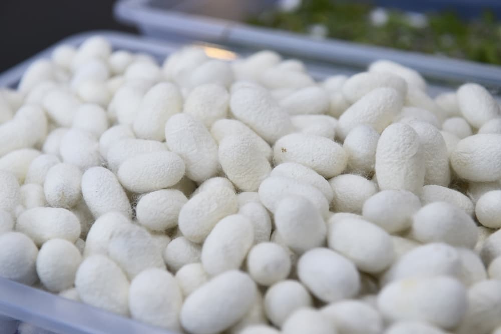 Beyləqanda bu günədək 1312 kiloqram barama tədarük edilib