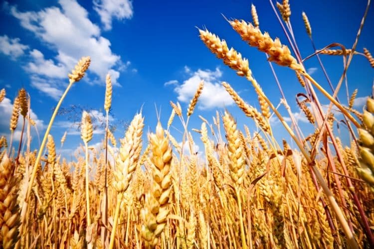 Azərbaycan buğda idxalını 38% azaldıb