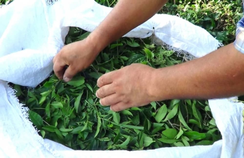 Çay ixracı artıb