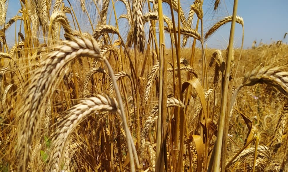 Masallı sakini yeni buğda növündən rekord səviyyədə məhsuldarlıq əldə edib