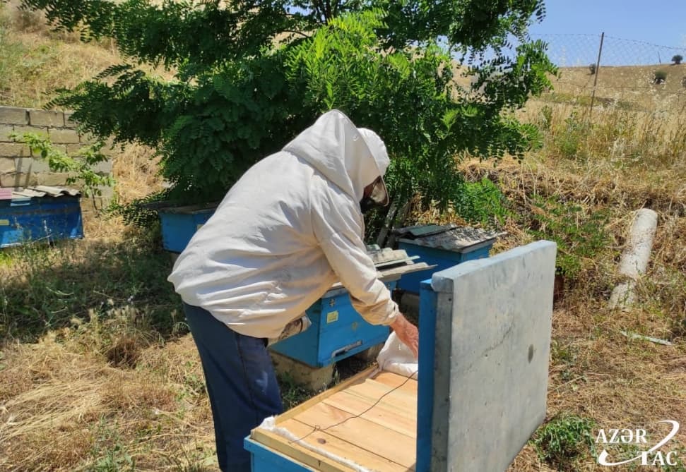 Yardımlıda arıçılar mövsümün ilk balını tədarük edirlər