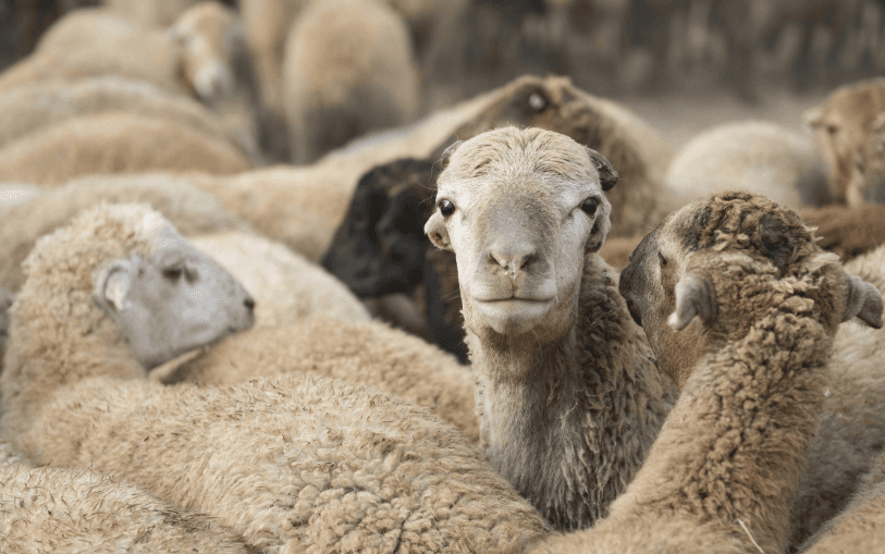 Qurban bayramı ilə əlaqədar Tədbirlər Planı hazırlanır