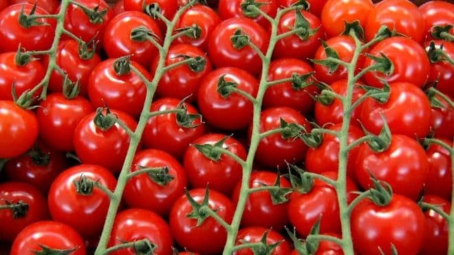 Sabirabaddakı istixanalardan 3 min 964 ton pomidor yığılıb