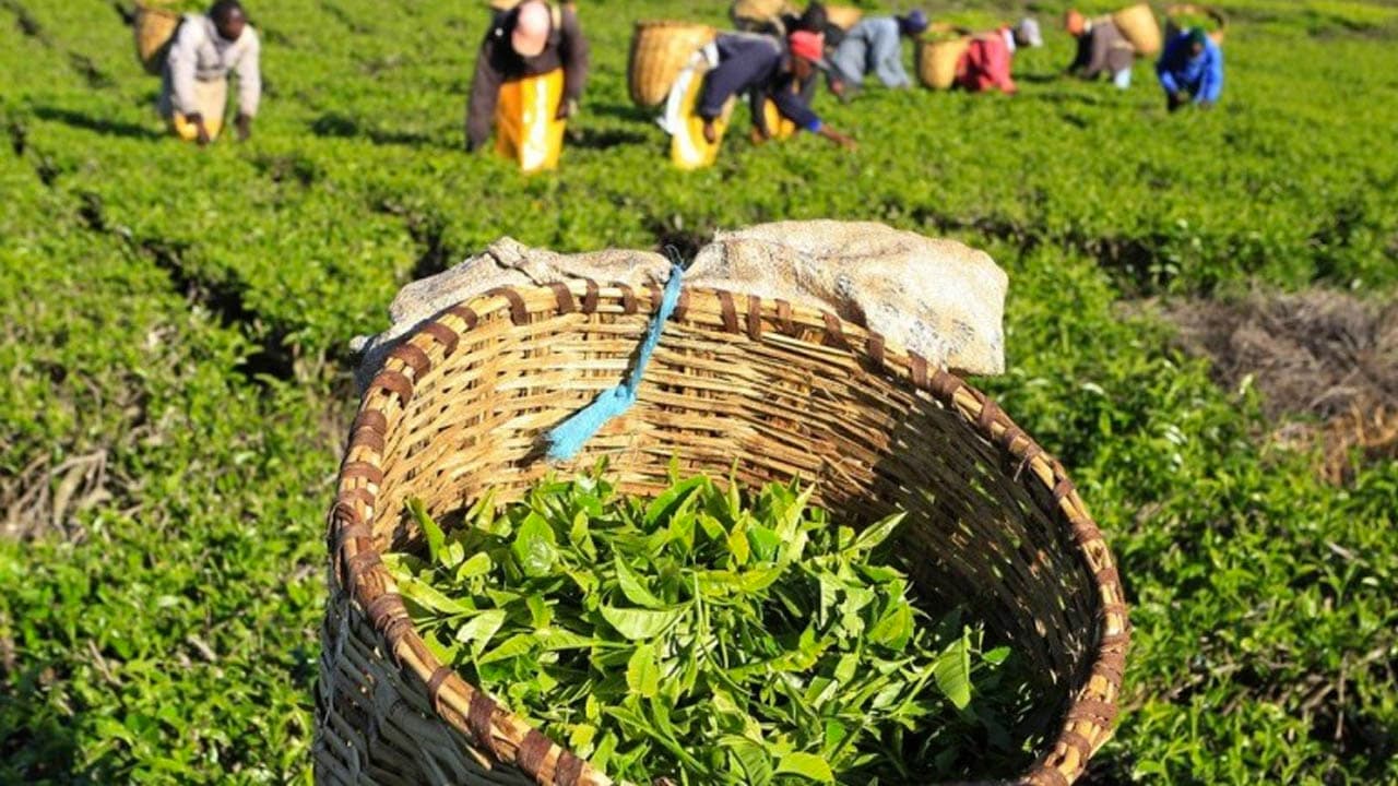 Masallıda ikinci çay yığımına başlanılıb