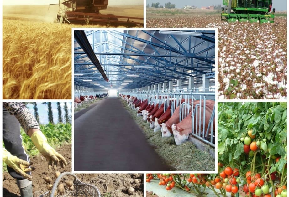 Aqrar sektorda yüksək məhsuldarlıq əldə edilir