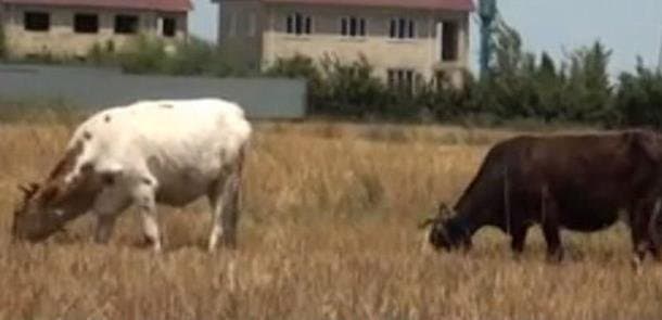 Azərbaycanda mal-qara belə sığortalanacaq