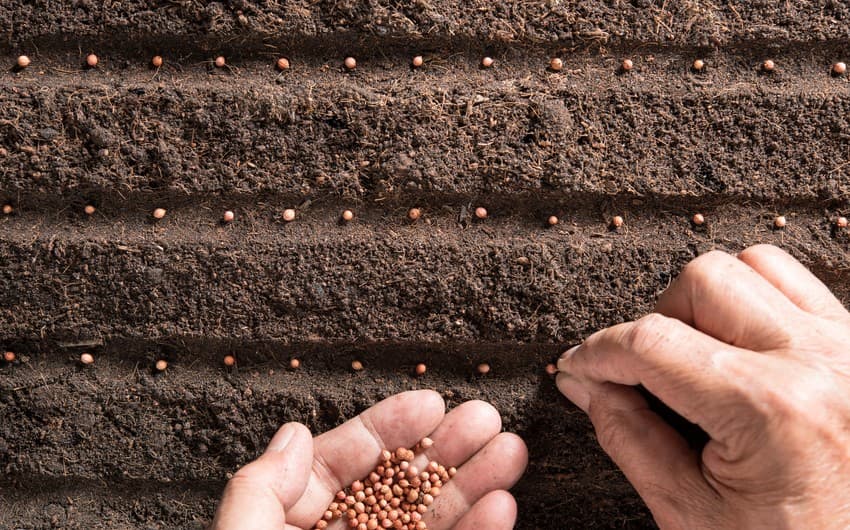 Aqrar Xidmətlər Agentliyi toxum alıcılarına müraciət edib