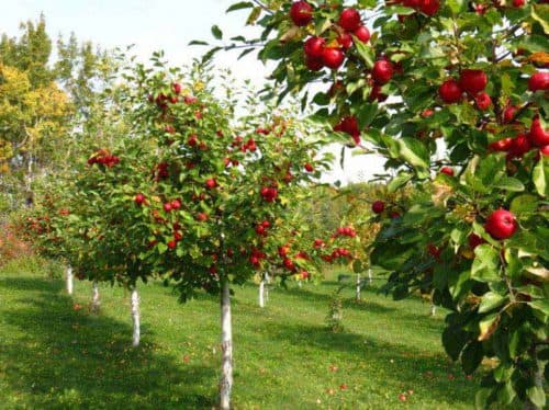 Bu şirkət intensiv meyvə bağlarının yaradılması üçün 2,2 milyon manatdan çox vəsait alacaq