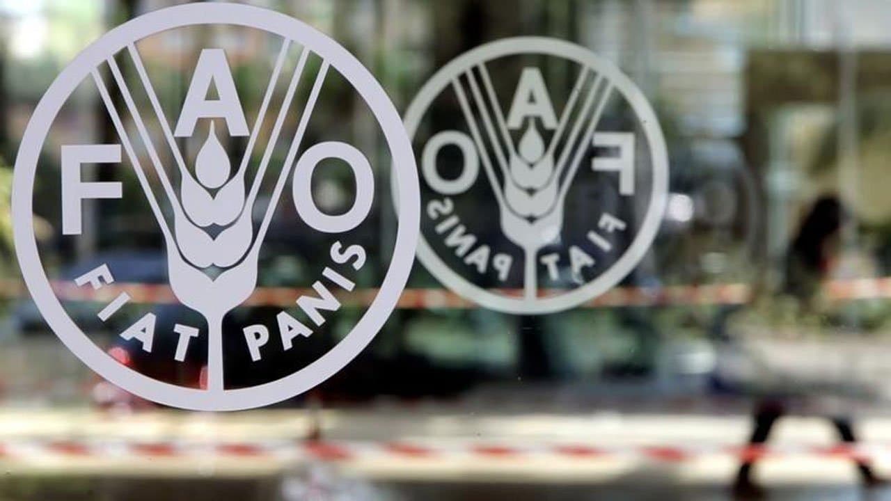 FAO: Dünyada ərzaq məhsullarının bahalaşması davam edir