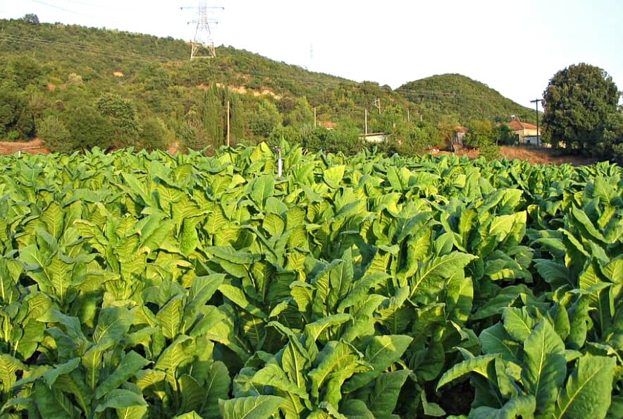 Bu rayonda indiyədək 374 ton quru tütün istehsal olunub
