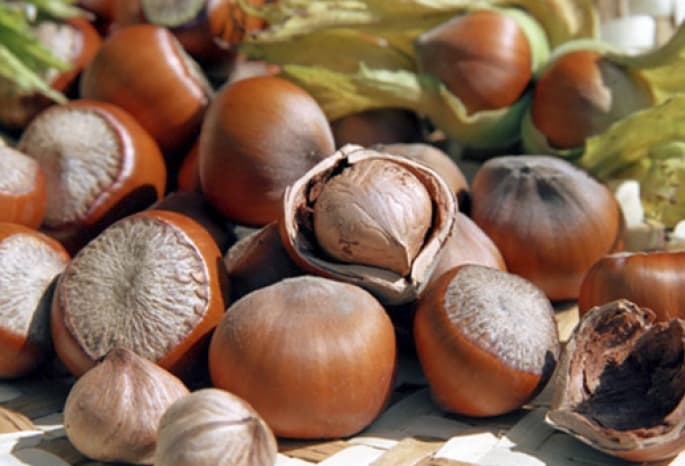 Bu rayonda il ərzində 3180 ton fındıq istehsal olunub