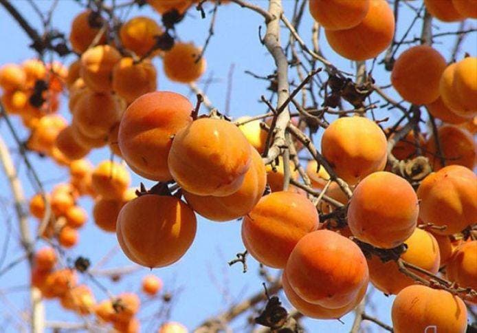 Azərbaycan 35 milyon dollarlıq xurma ixrac edib