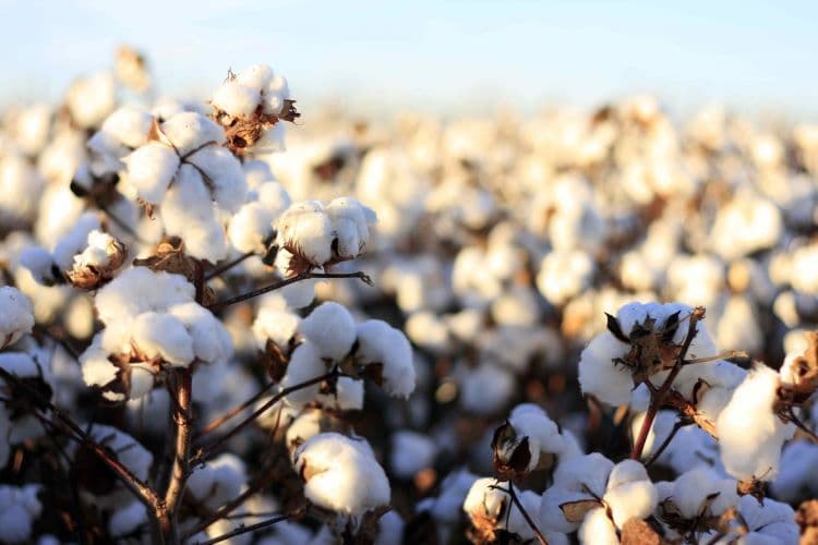 Azərbaycan pambıq ixracını yanvar-oktyabrda 5,6% azaldıb