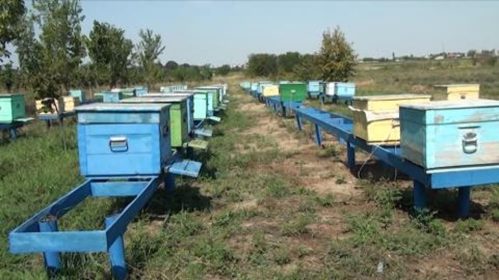 Qobustanda bal istehsalı 1,5 ton artıb