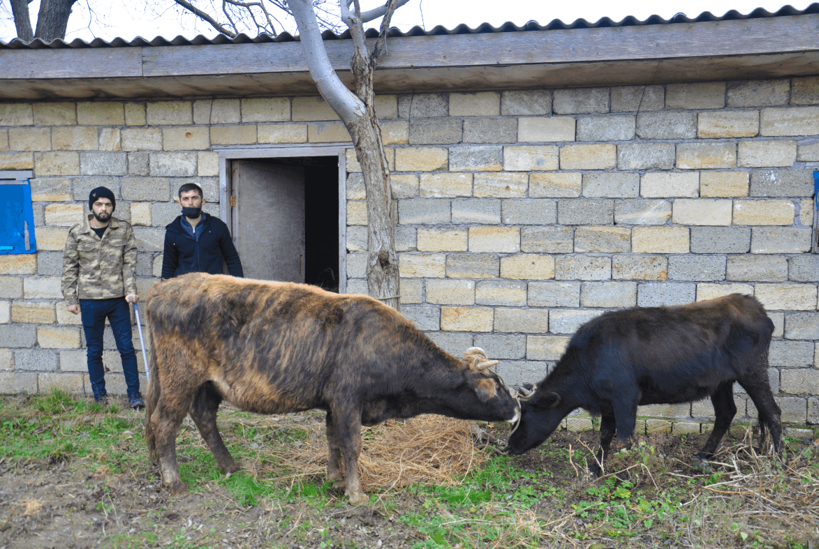 Lənkəranda şəhid və  qazilərimizin ailələri üçün təsərrüfatlar yaradıldı
