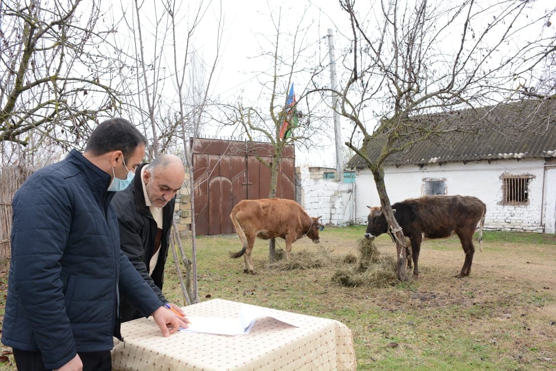 Göyçay və İsmayıllıda Vətən müharibəsi şəhidlərinin ailələri və müharibə iştirakçıları üçün təsərrüfatlar yaradıldı
