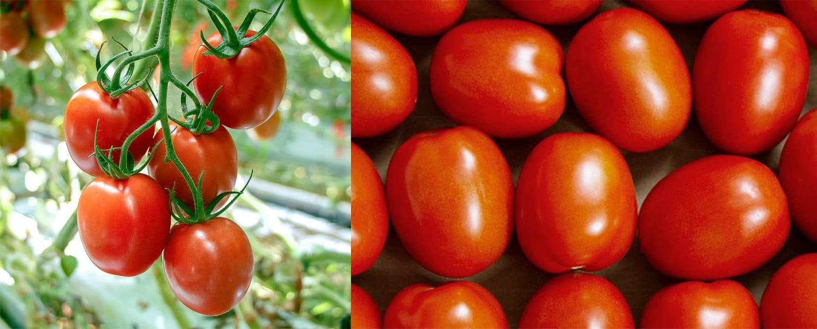 Bu müəssisələrin Rusiyaya pomidor və alma ixracına icazə verildi