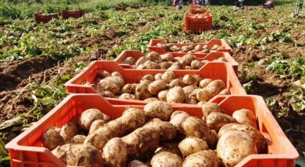 İl ərzində sahələrdən 1,6 milyon tondan çox tərəvəz yığılıb