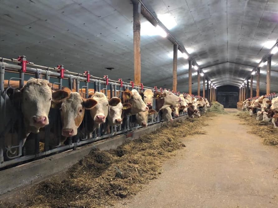 On bir ayda 8672,7 ton ət istehsal olunub