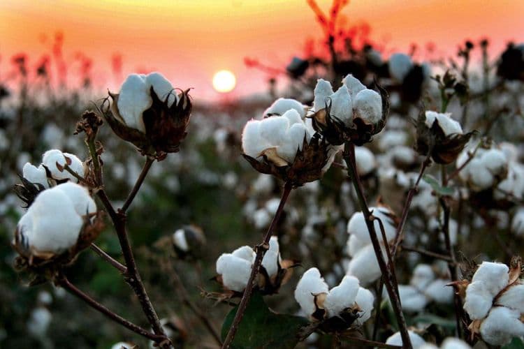 Azərbaycan pambıq ixracını azaldıb, idxalını artırıb