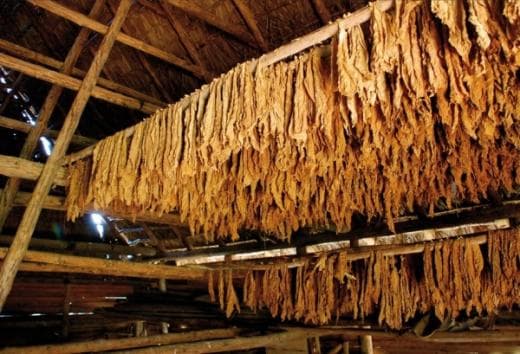 Ötən il bu rayonda quru tütün istehsalı 65 ton artıb