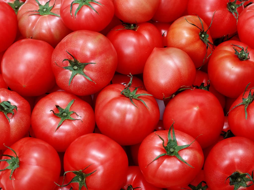 Azərbaycan Avropa və Körfəz ölkələrinə pomidor ixracını planlaşdırır
