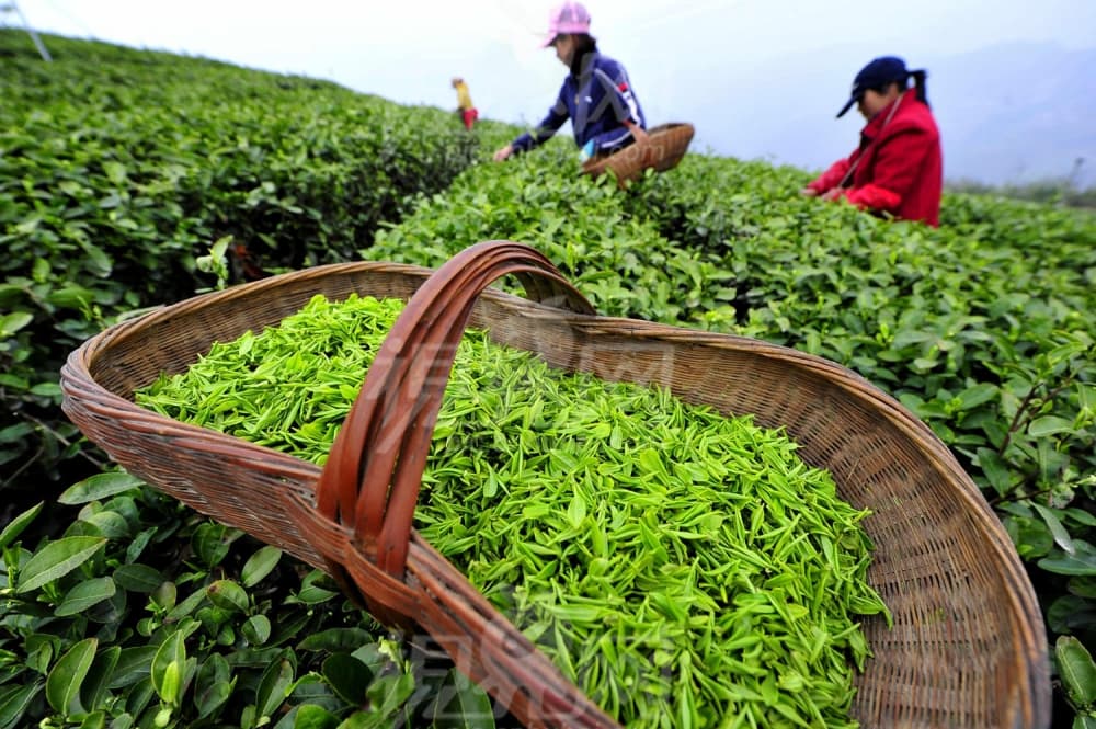 Keçən il 14 min ton çay idxal olunub