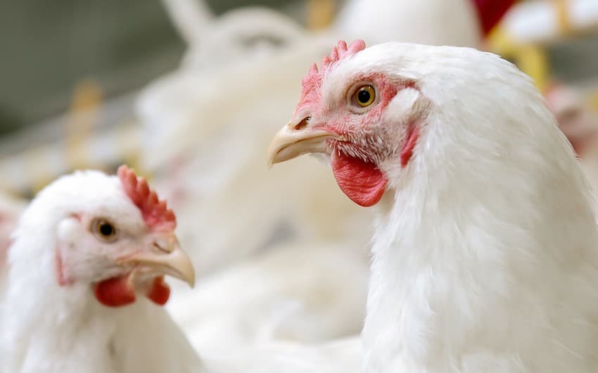 Azərbaycana gətirilən antibiotiklərin quşçuluq təsərrüfatlarında rasional istifadəsi araşdırılacaq