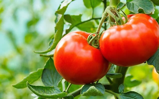 Azərbaycanın daha 13 müəssisəsindən pomidor və alma idxalına icazə verildi