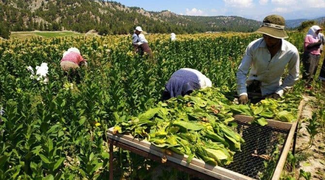Bu rayonda 570 hektarda tütün əkini proqnozlaşdırılır
