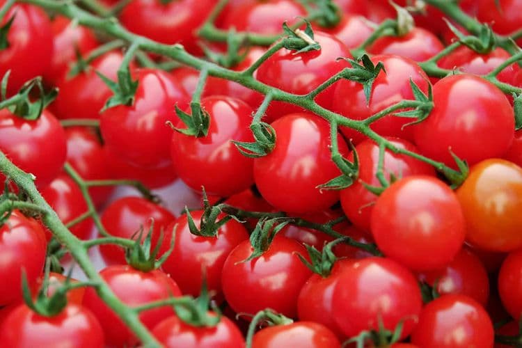 Azərbaycandan Qazaxıstana iki ayda 800 ton pomidor ixrac olunub