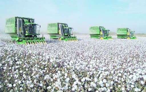 Ötən il bu rayondan 1211 ton “ağ qızıl” yığılıb